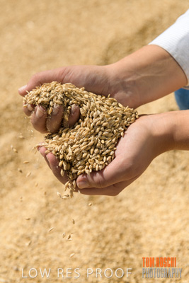 April 2019 / BARLEY_IN_HANDS_190401_686