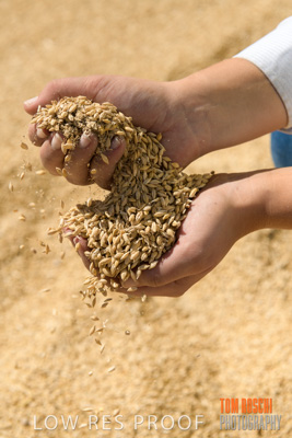 April 2019 / BARLEY_IN_HANDS_190401_687