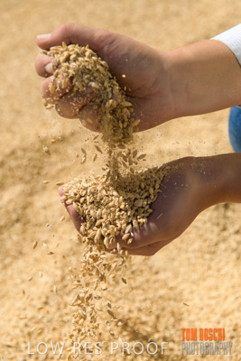 April 2019 / BARLEY_IN_HANDS_190401_689