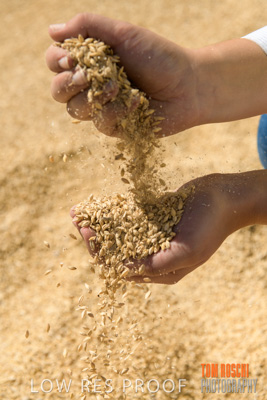 April 2019 / BARLEY_IN_HANDS_190401_690