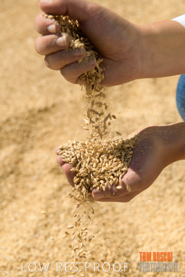 April 2019 / BARLEY_IN_HANDS_190401_692