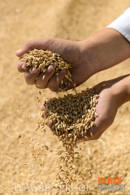 April 2019 / BARLEY_IN_HANDS_190401_693