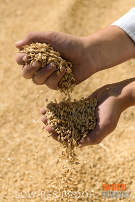 April 2019 / BARLEY_IN_HANDS_190401_695