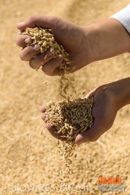April 2019 / BARLEY_IN_HANDS_190401_697