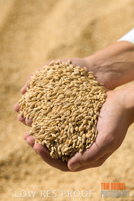 April 2019 / BARLEY_IN_HANDS_190401_701