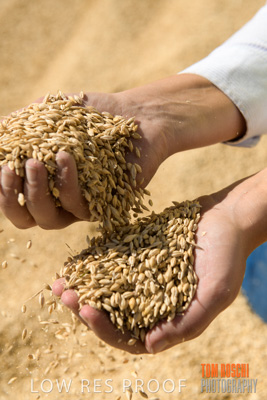 April 2019 / BARLEY_IN_HANDS_190401_703