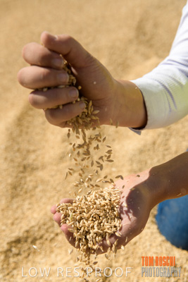 April 2019 / BARLEY_IN_HANDS_190401_708