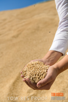 April 2019 / BARLEY_IN_HANDS_190401_710