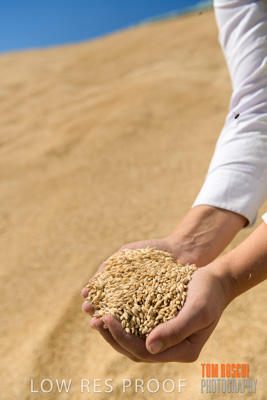 April 2019 / BARLEY_IN_HANDS_190401_711