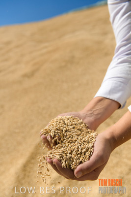 April 2019 / BARLEY_IN_HANDS_190401_714
