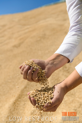 April 2019 / BARLEY_IN_HANDS_190401_716