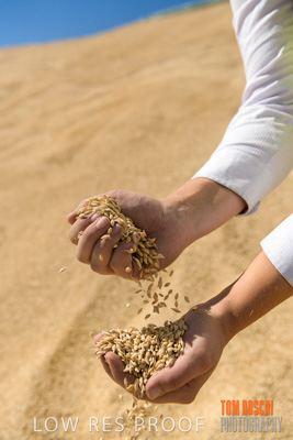 April 2019 / BARLEY_IN_HANDS_190401_720