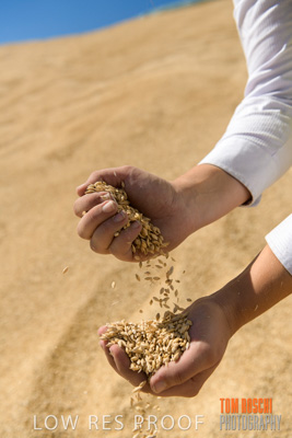 April 2019 / BARLEY_IN_HANDS_190401_721