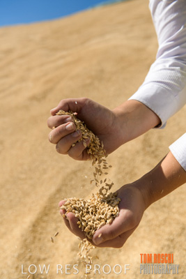 April 2019 / BARLEY_IN_HANDS_190401_722
