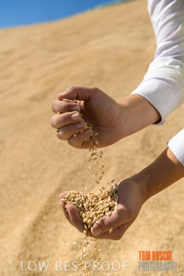 April 2019 / BARLEY_IN_HANDS_190401_726