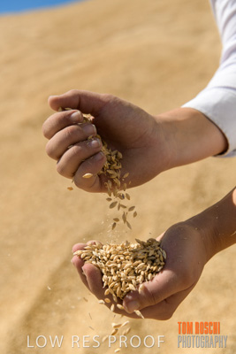 April 2019 / BARLEY_IN_HANDS_190401_731