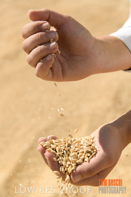 April 2019 / BARLEY_IN_HANDS_190401_733