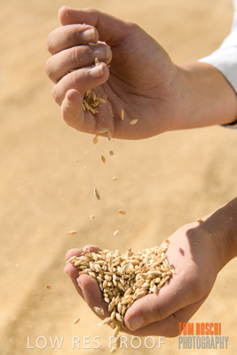 April 2019 / BARLEY_IN_HANDS_190401_734