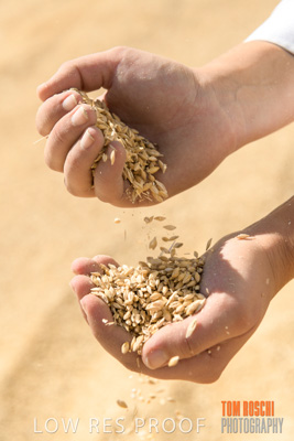 April 2019 / BARLEY_IN_HANDS_190401_738