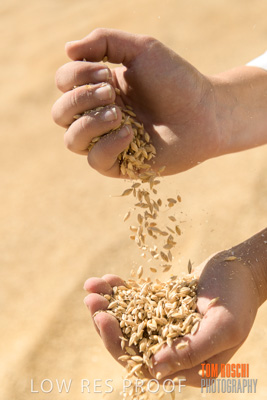 April 2019 / BARLEY_IN_HANDS_190401_741