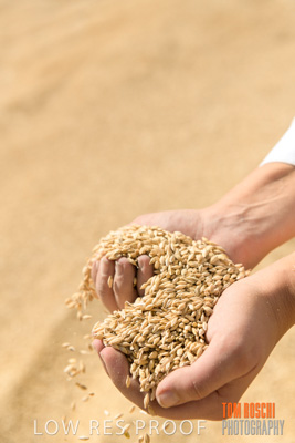 April 2019 / BARLEY_IN_HANDS_190401_742