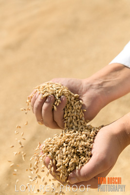 April 2019 / BARLEY_IN_HANDS_190401_743