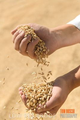 April 2019 / BARLEY_IN_HANDS_190401_745