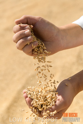 April 2019 / BARLEY_IN_HANDS_190401_747