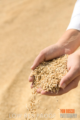 April 2019 / BARLEY_IN_HANDS_190401_750