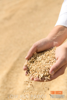 April 2019 / BARLEY_IN_HANDS_190401_751