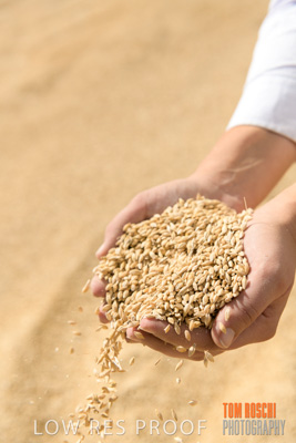 April 2019 / BARLEY_IN_HANDS_190401_756