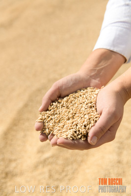 April 2019 / BARLEY_IN_HANDS_190401_758