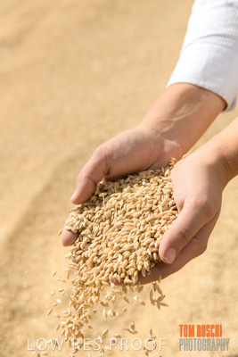 April 2019 / BARLEY_IN_HANDS_190401_759