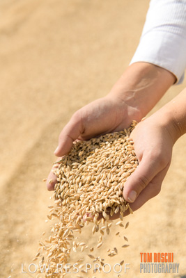 April 2019 / BARLEY_IN_HANDS_190401_760