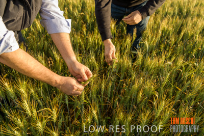 October 2019 / ROSEWORTHY_SA_191018-0338