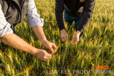 October 2019 / ROSEWORTHY_SA_191018-0341