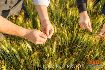 October 2019 / ROSEWORTHY_SA_191018-0345