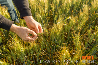 October 2019 / ROSEWORTHY_SA_191018-0350