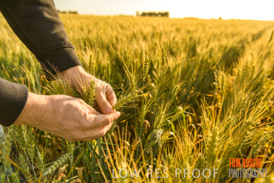 October 2019 / ROSEWORTHY_SA_191018-0355