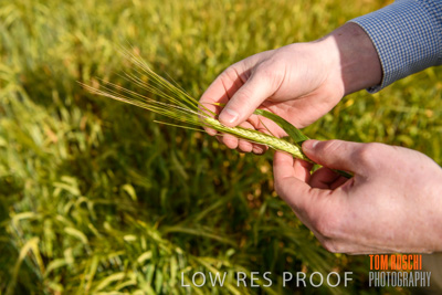 October 2019 / ROSEWORTHY_SA_191018-1000