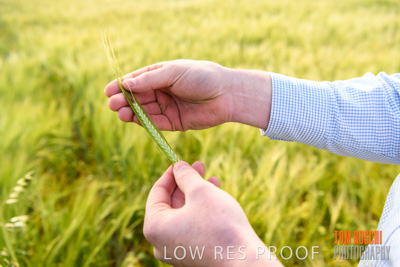 October 2019 / ROSEWORTHY_SA_191018-1019