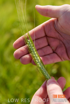 October 2019 / ROSEWORTHY_SA_191018-1024