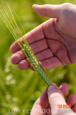 October 2019 / ROSEWORTHY_SA_191018-1025