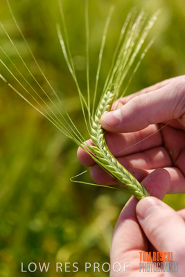 October 2019 / ROSEWORTHY_SA_191018-1028