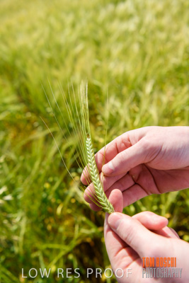 October 2019 / ROSEWORTHY_SA_191018-1030