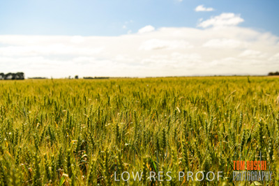 October 2019 / ROSEWORTHY_SA_191018-1034