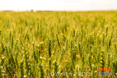 October 2019 / ROSEWORTHY_SA_191018-1035