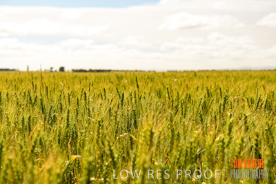 October 2019 / ROSEWORTHY_SA_191018-1036