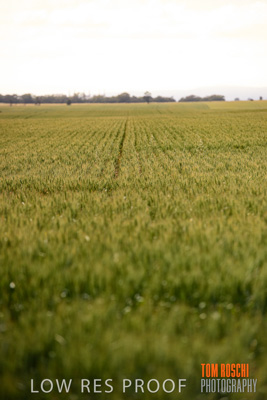 October 2019 / ROSEWORTHY_SA_191018-1037