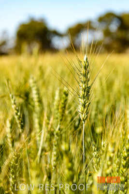 October 2019 / ROSEWORTHY_SA_191018-1039